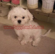 maltese milo